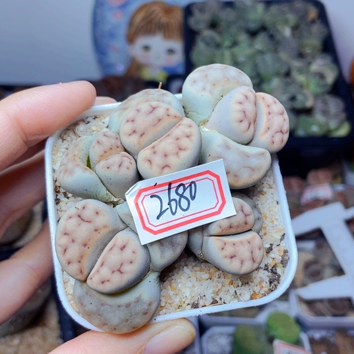 樱桃爱妃们的美肉