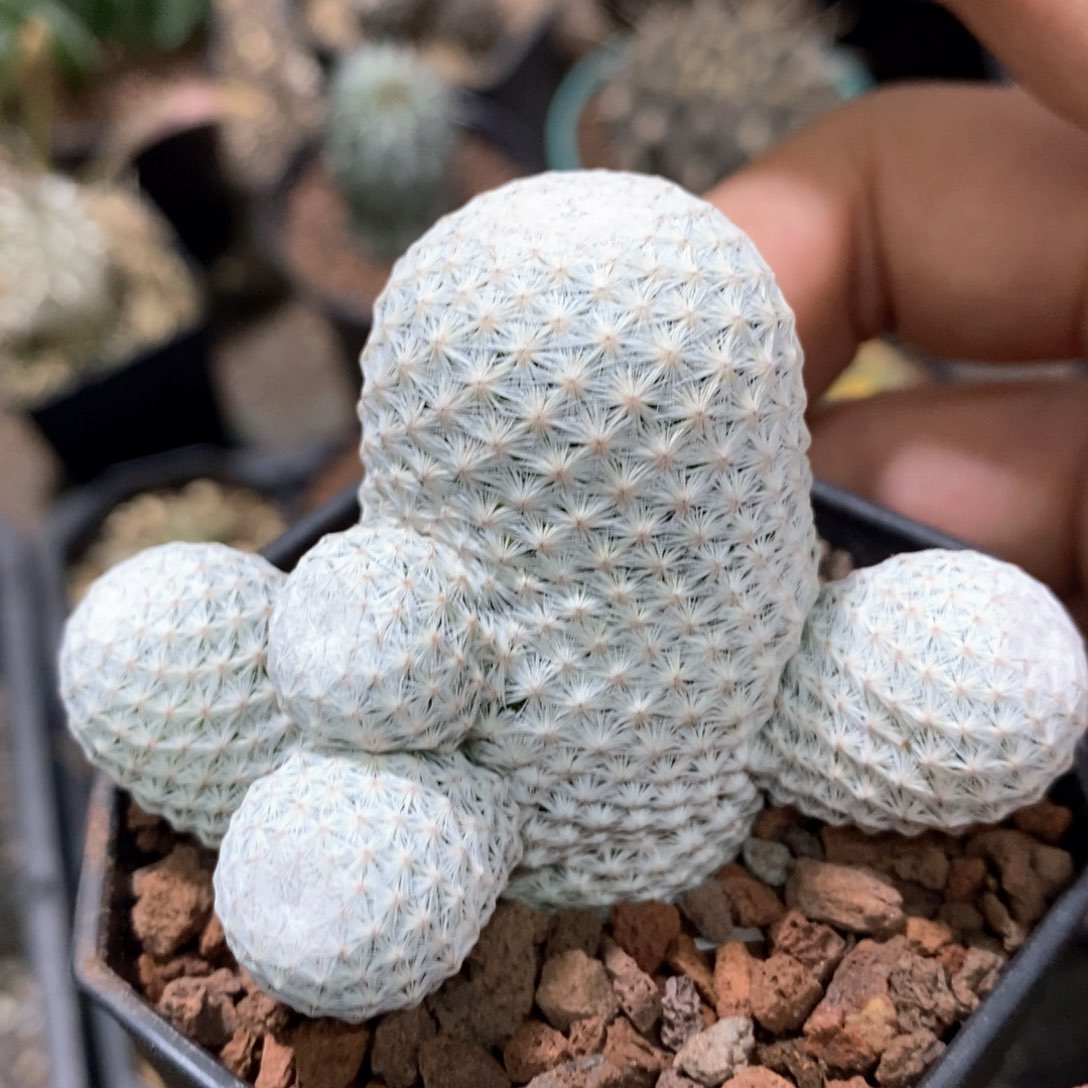 孤品实生日系白鸟小群生福利捡漏