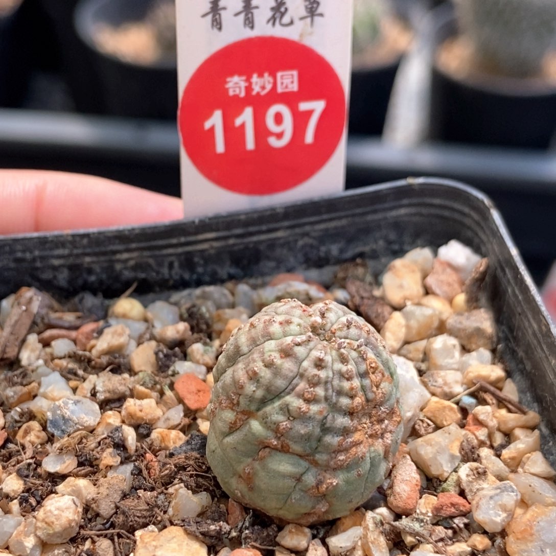 布纹球自根处理不包邮