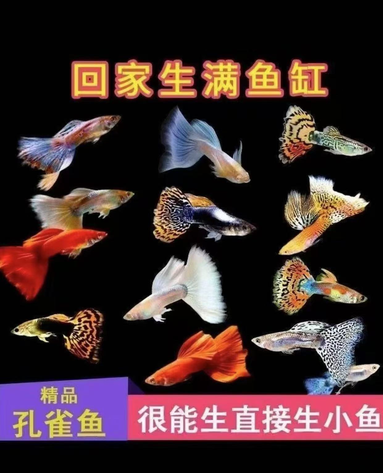 孔雀鱼随机两条2.5-5热带小型淡水