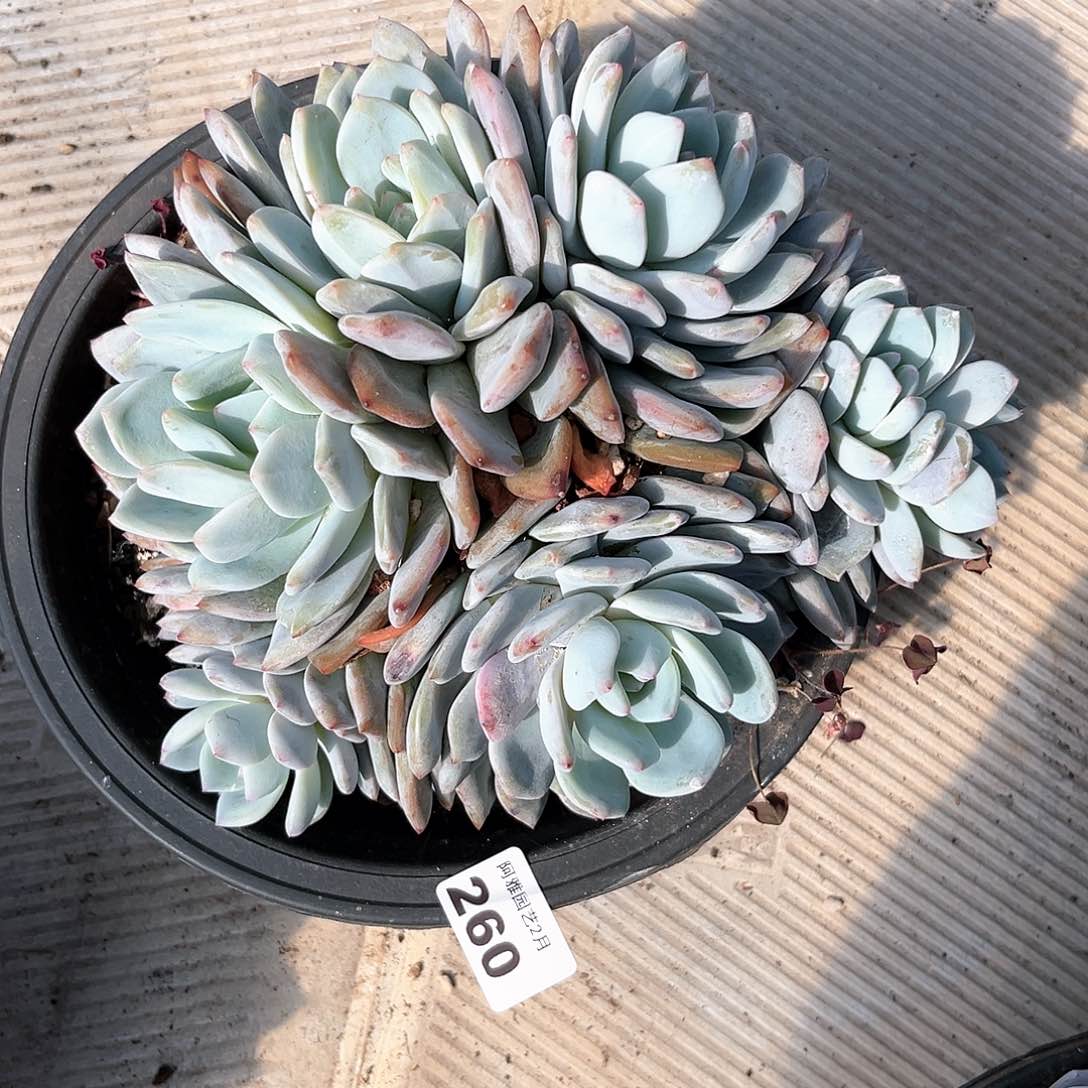 阿雅园艺。         260