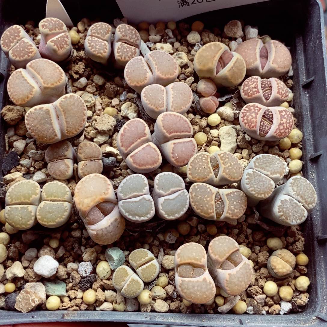 我我的小哥哥小姐姐们197