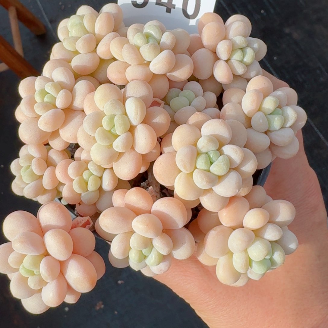 洛可可老桩整装         精品多肉