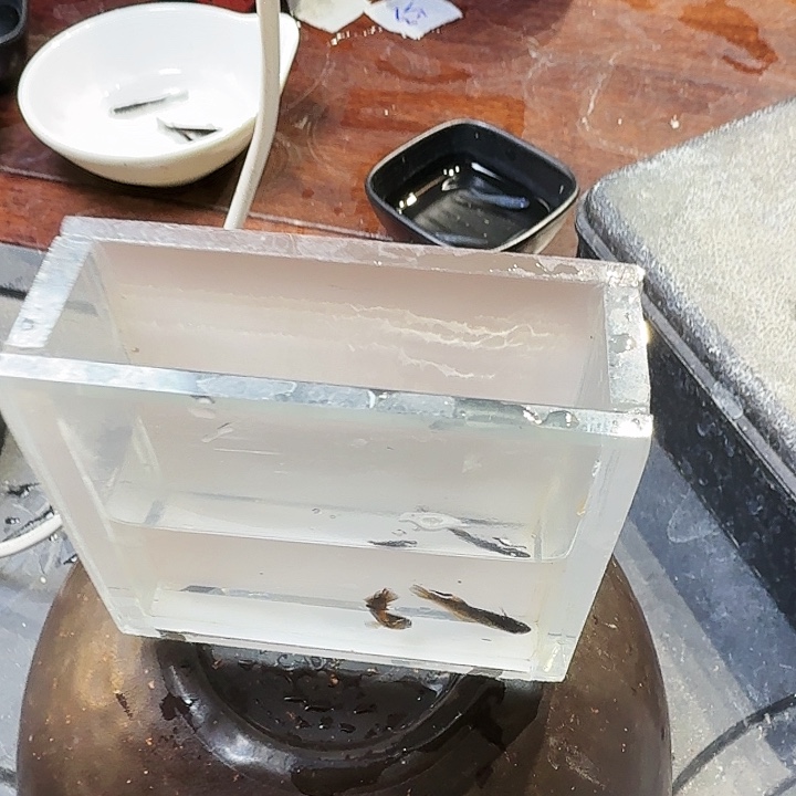 青鳉鱼9号拍品北十宽鳍