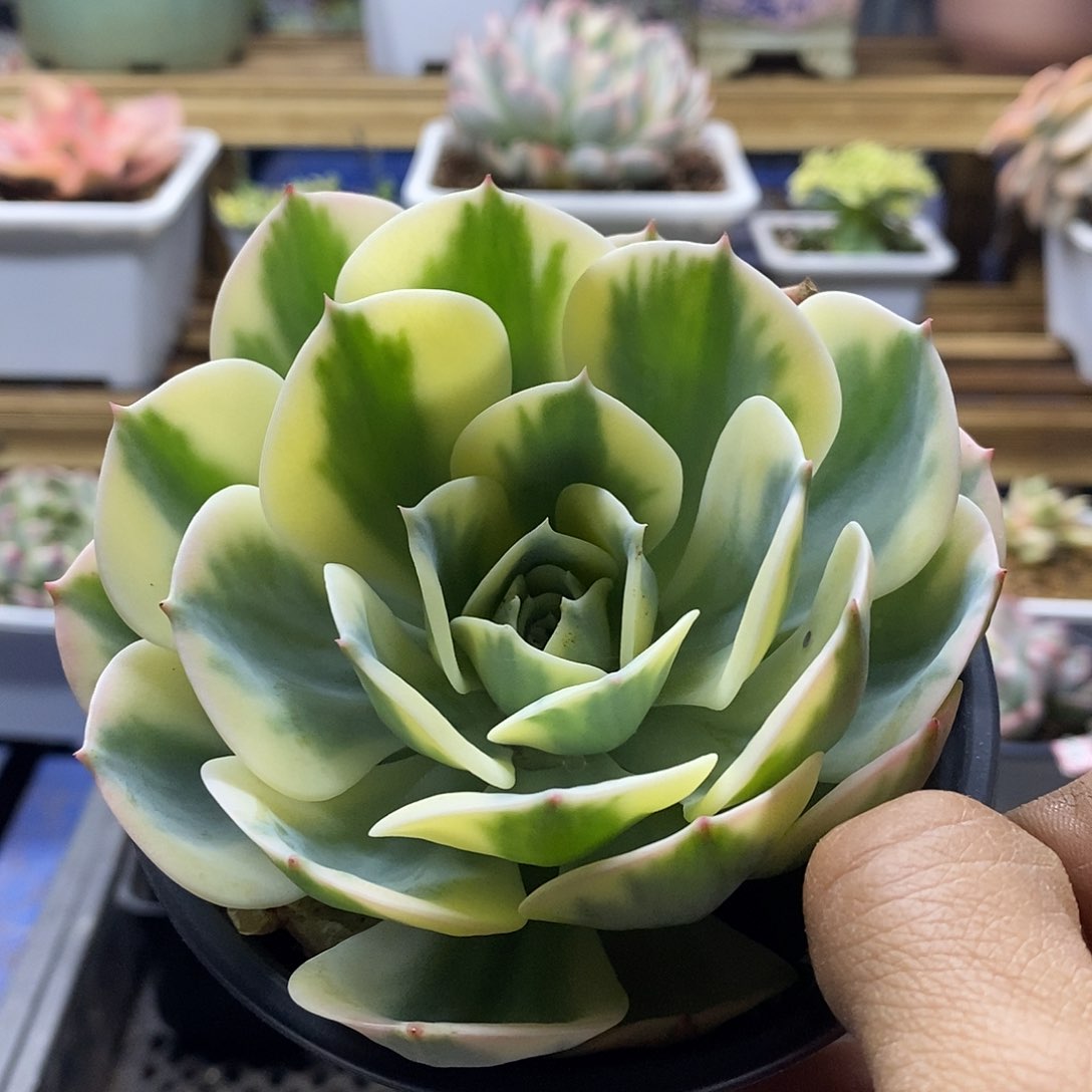 2262 玉蝶锦多肉