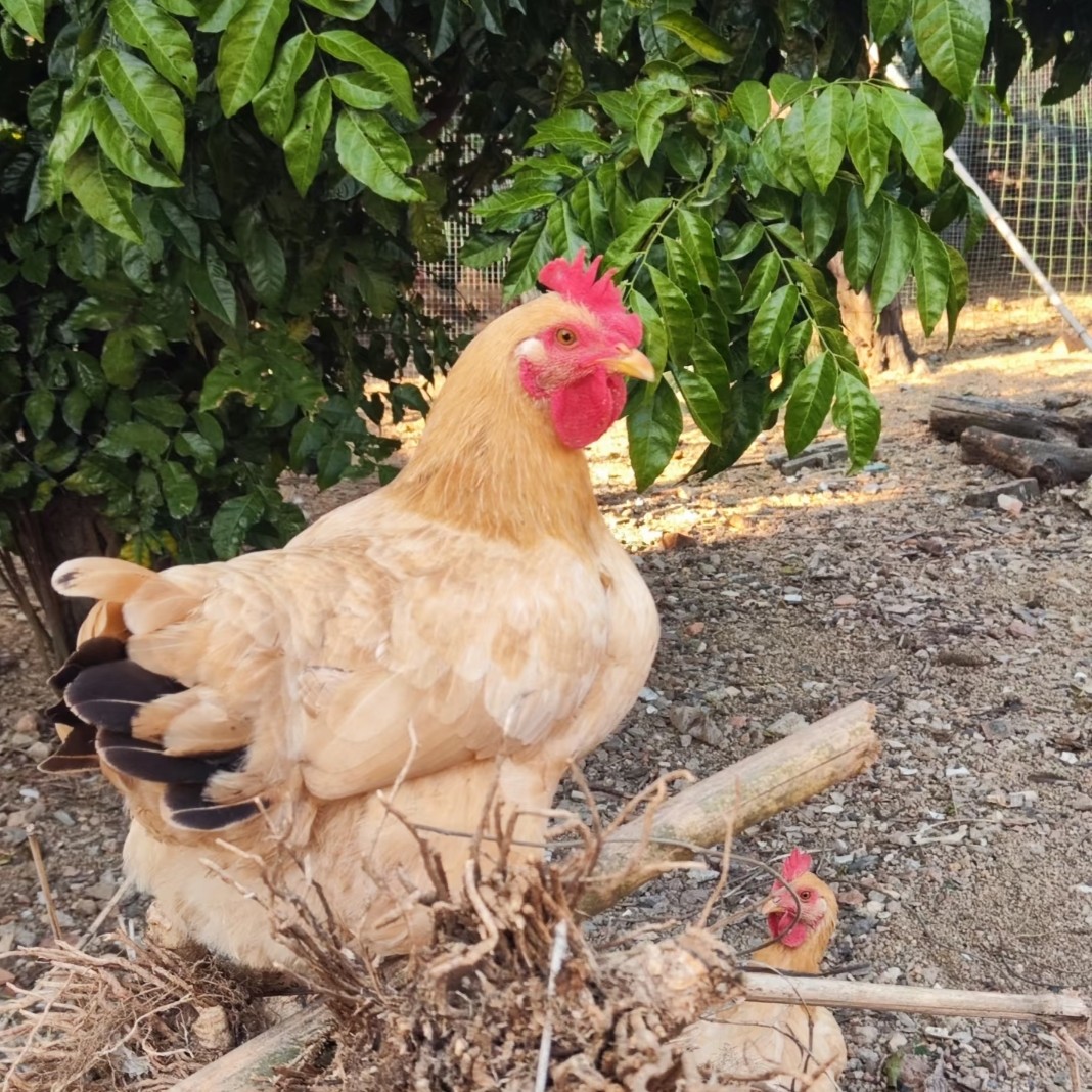 正宗深山散养土鸡溜达鸡跑山鸡母鸡带内脏新鲜现杀