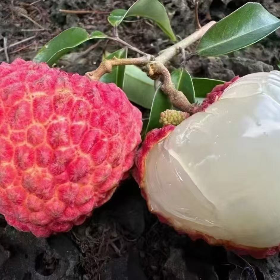 【富贵福利】海南荔枝王1公斤净重包邮到家新鲜