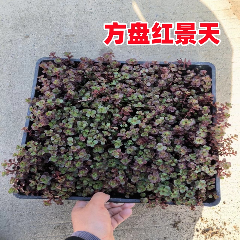 红景天 胭脂红景天庭院花镜耐寒地被植物
