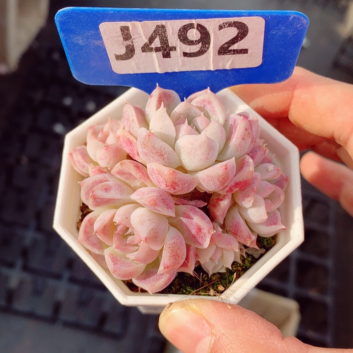 福利款多肉植物6cm不包整群