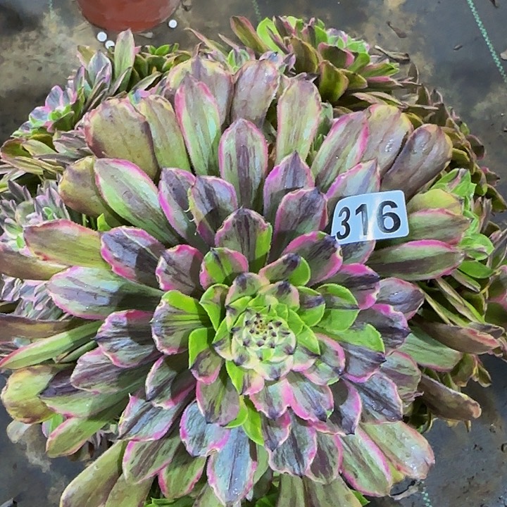 316花脸粉黛多肉法师