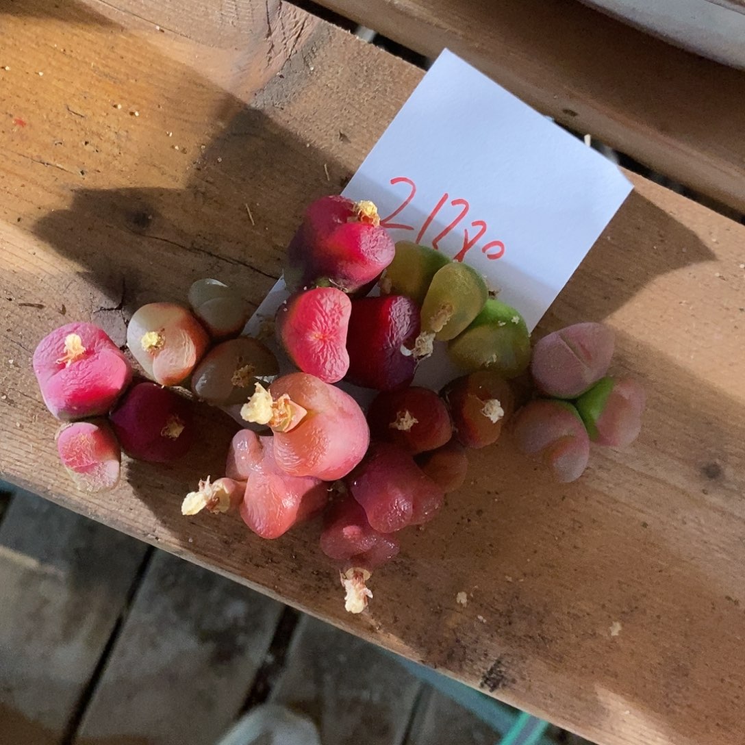 帕***奇21380。  一组蟠桃。     