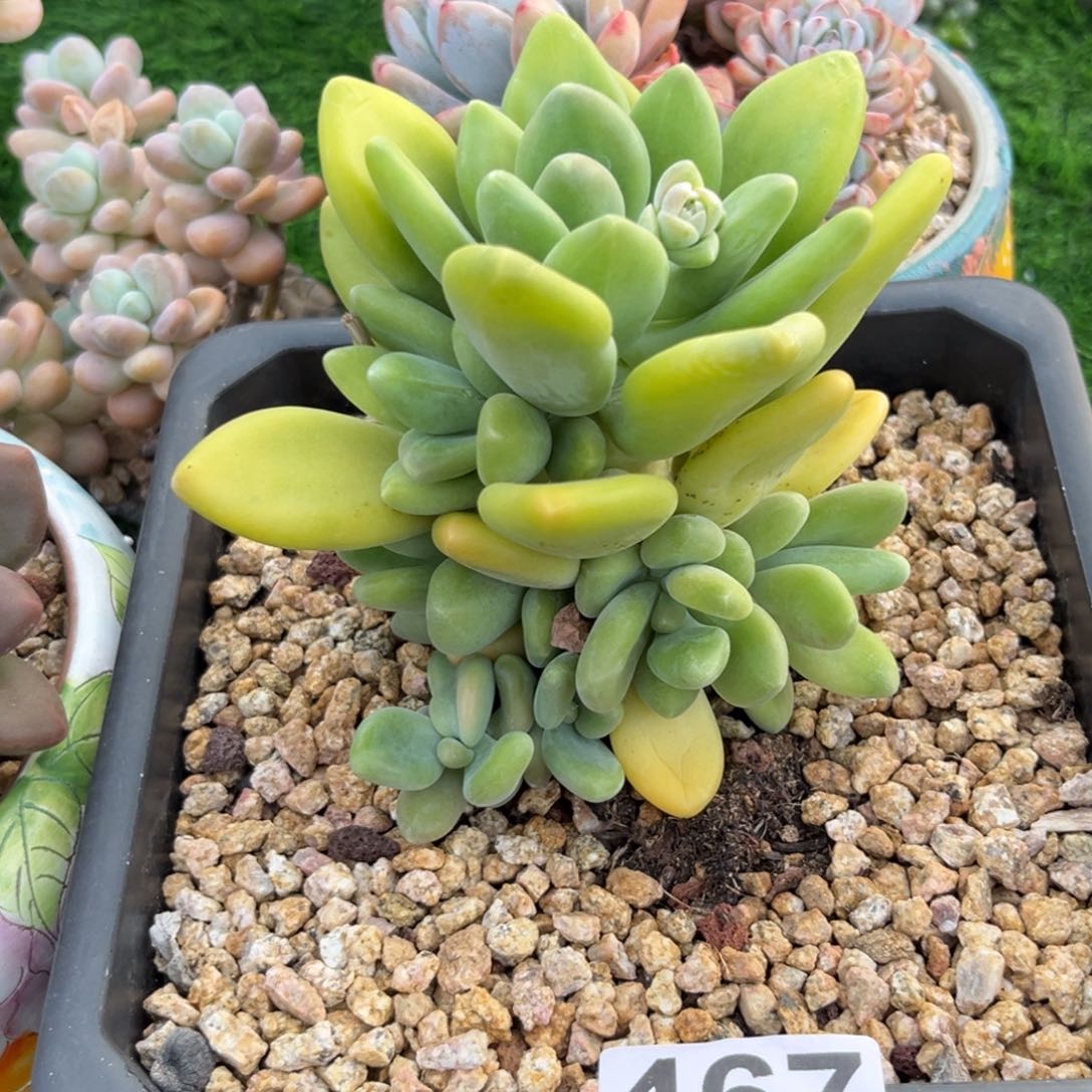 芒果美人多肉植物467