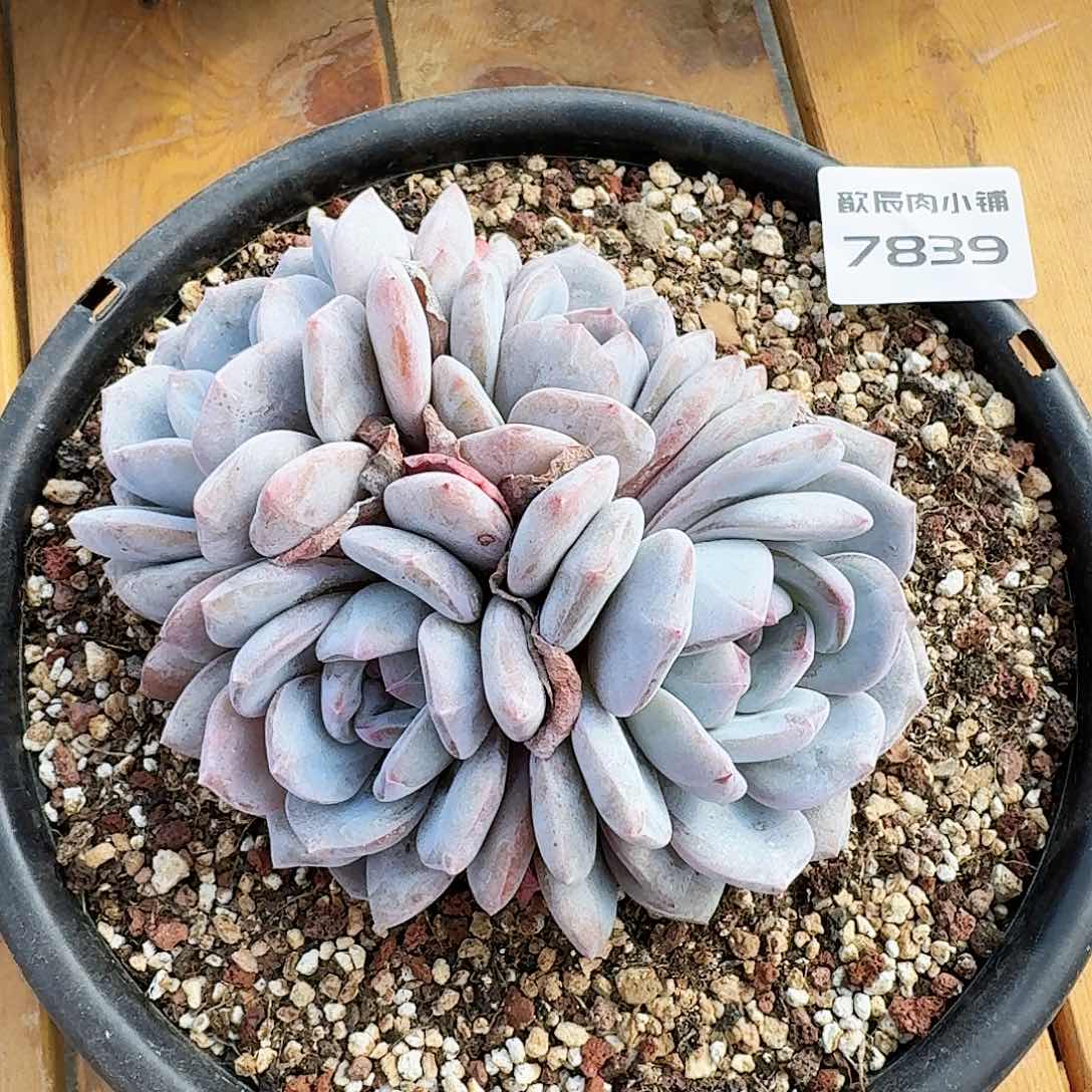 多肉植物石榴籽群7839