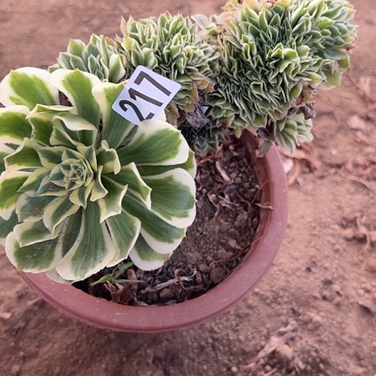 忆***多肉植物一个迈巴赫217