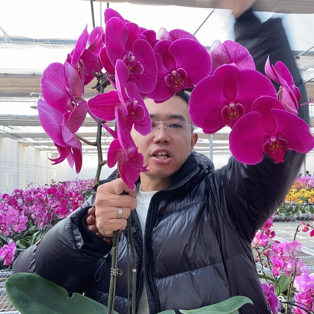 完全开放大辣椒瑕疵带花花后苗不售后