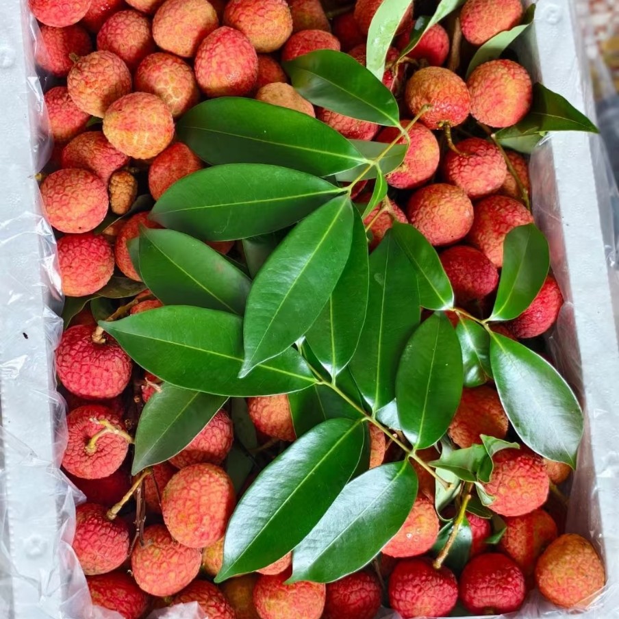 白糖罂荔枝毛重（带包装5斤左右）荔枝同城送荔枝同城送