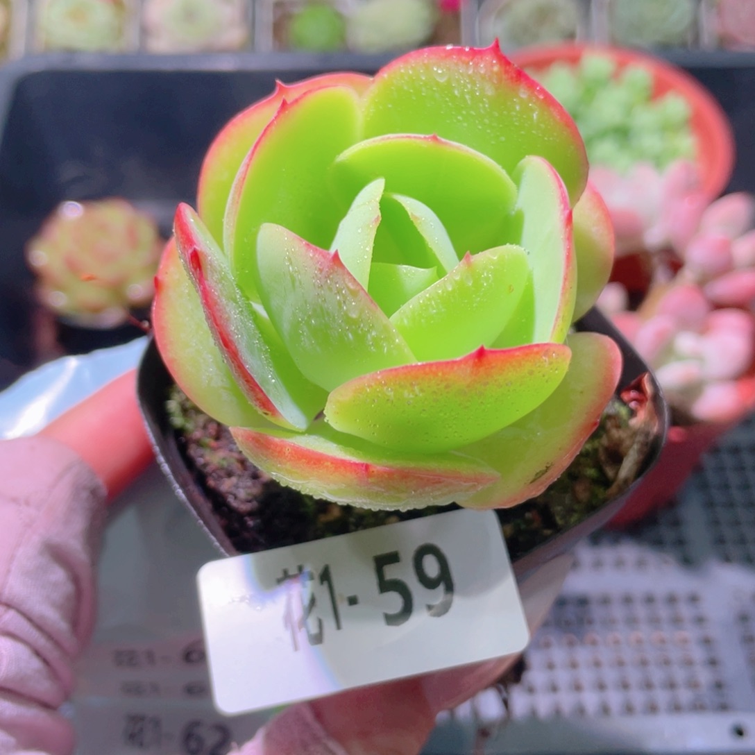 花利美1-59桃花石