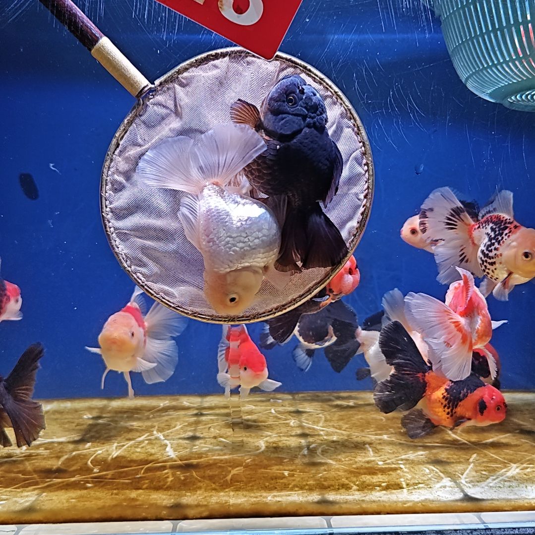 海水鱼23直播间看好下单不退不换到货录完整开箱视频有售后