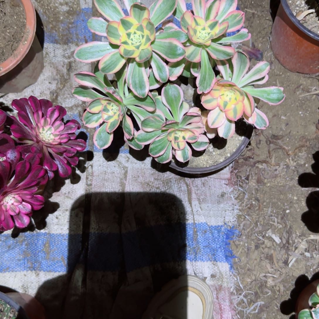 玉姿法师多肉00000