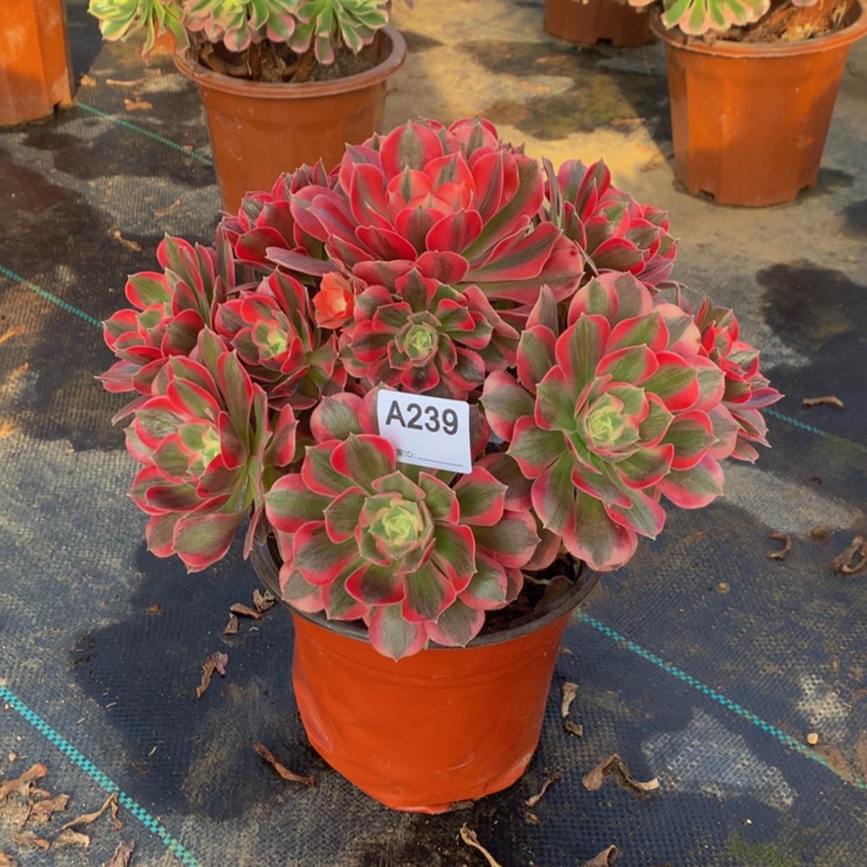 【闪购商品】239女郎