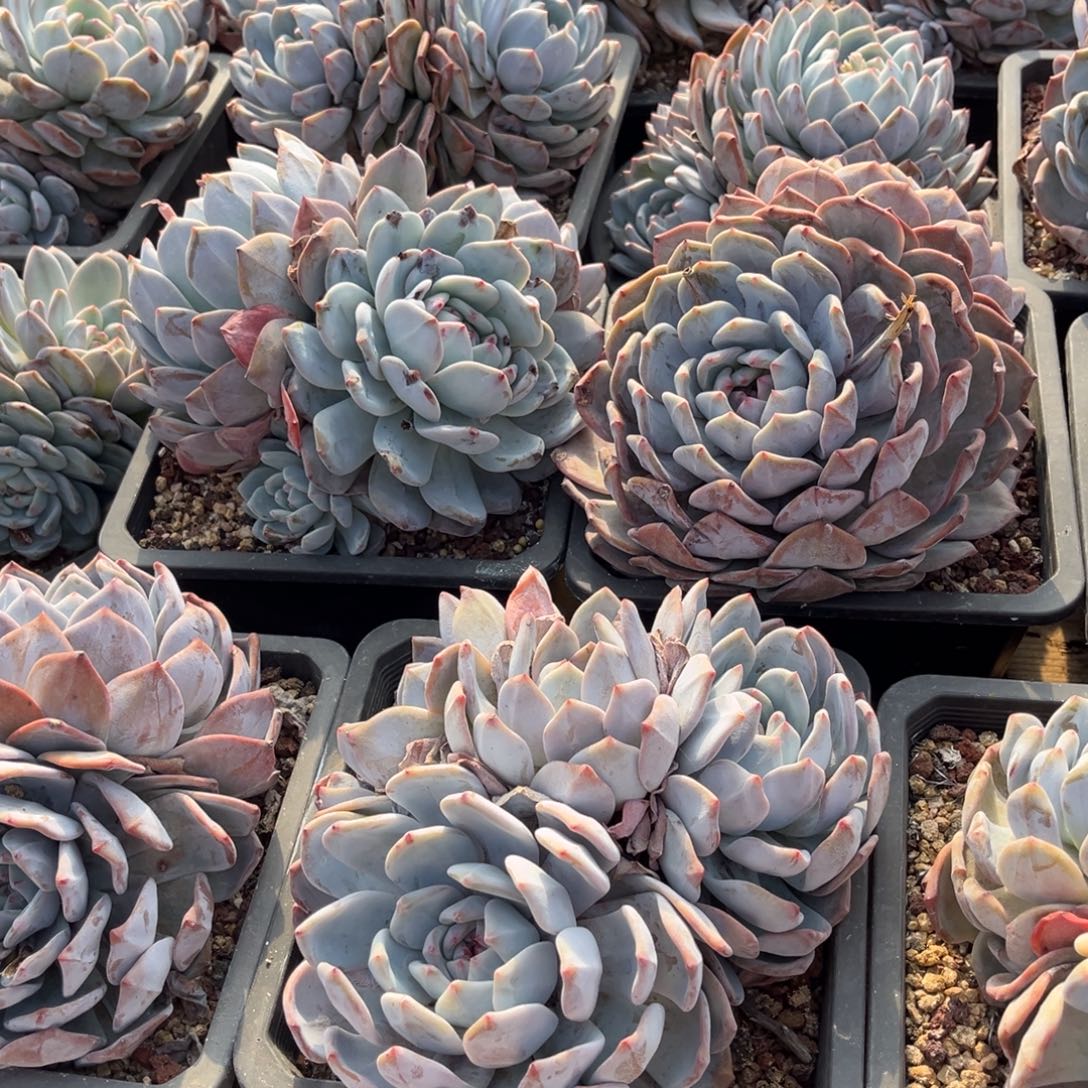 韩版黄皮橙官服20