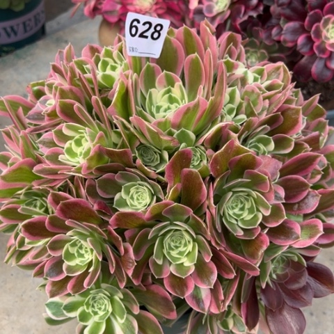 628雨花石30厘米左右