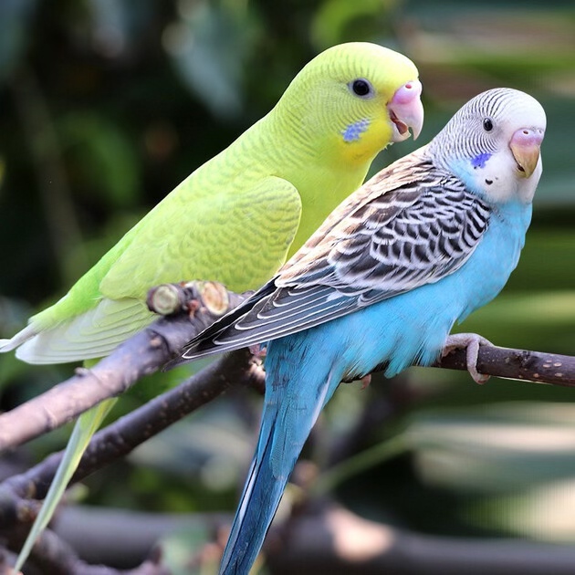 特色虎皮金彩虎皮小鹦鹉活体鹦鹉手养鹦鹉