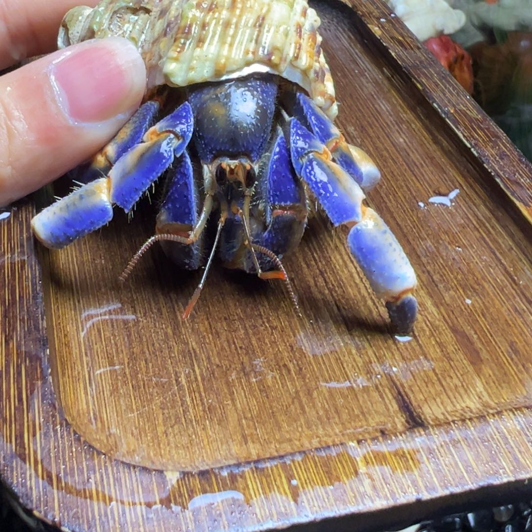 陆生寄居蟹50号拍品