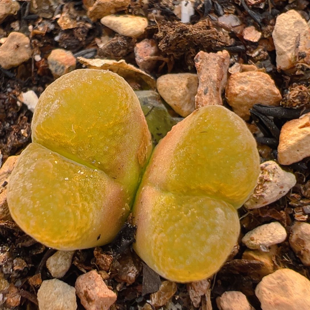 95多肉植物百科知识