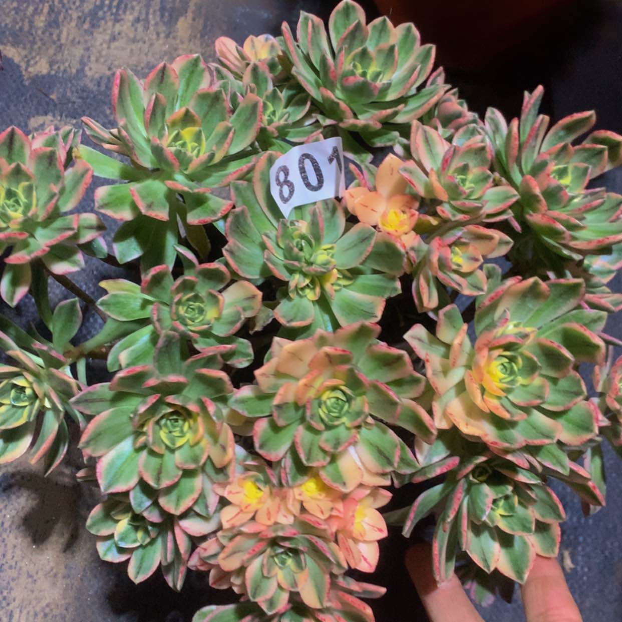 【闪购商品】801甜茶多肉