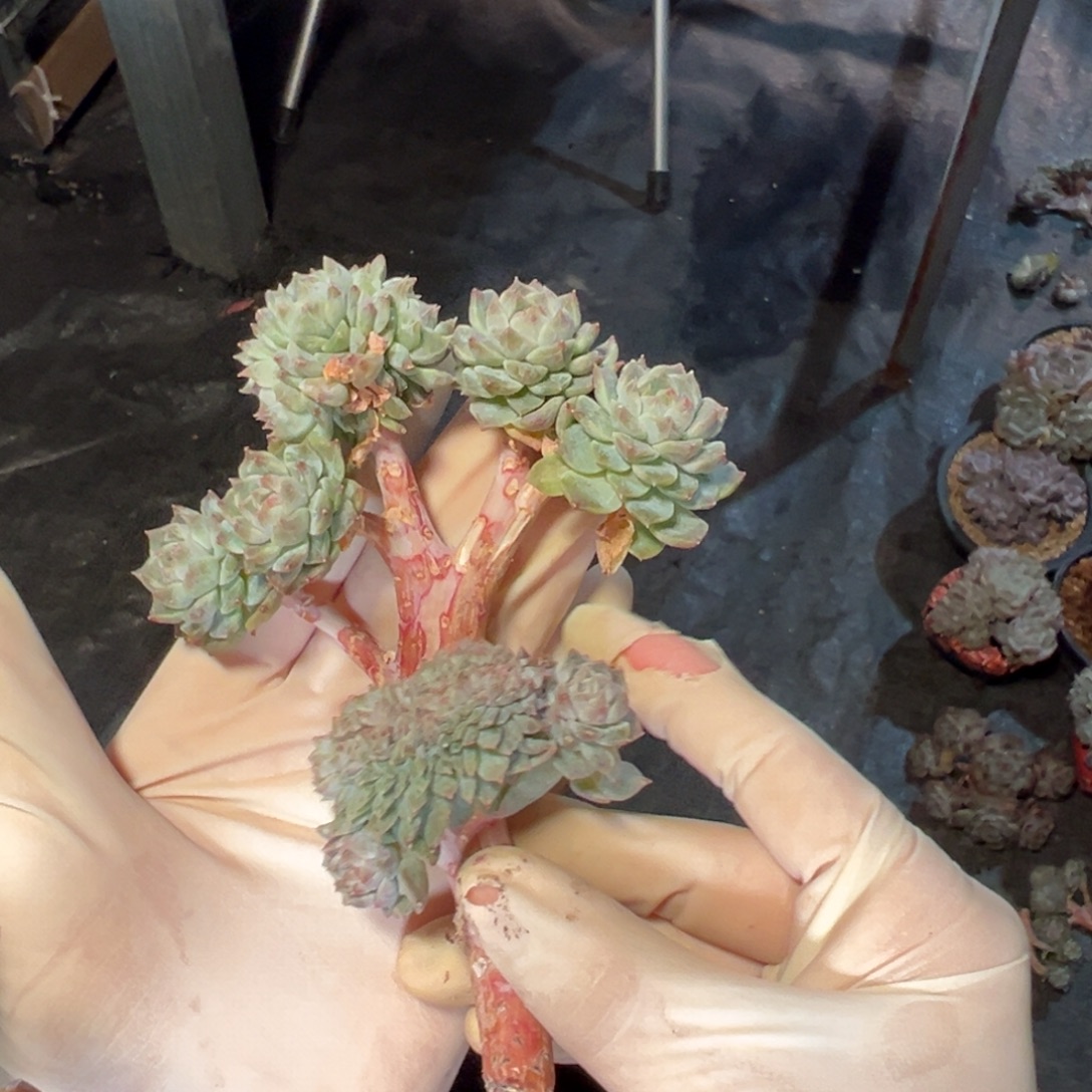 新年快乐 新年快乐