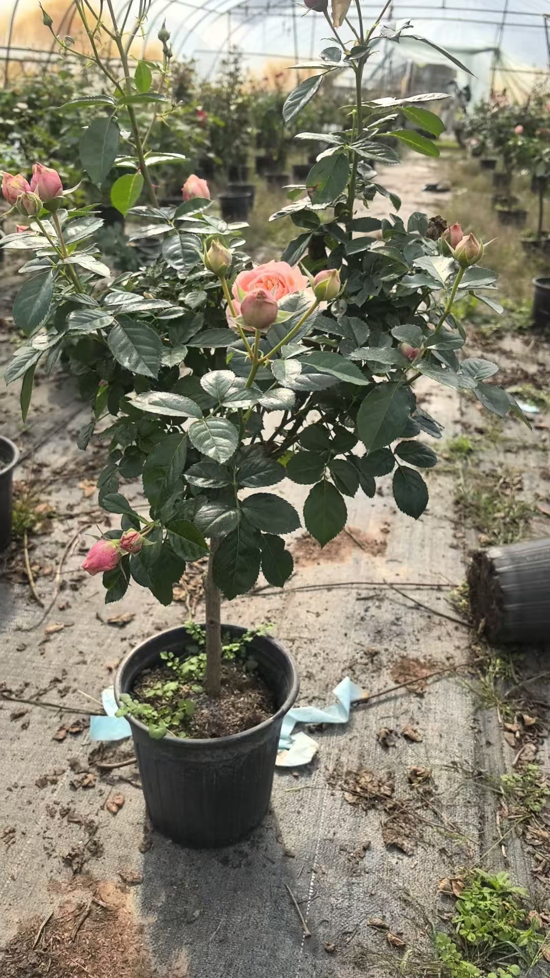 【花友坊】木星王树桩月季绿植大花浓香庭院阳台盆栽四季花苗棒棒糖