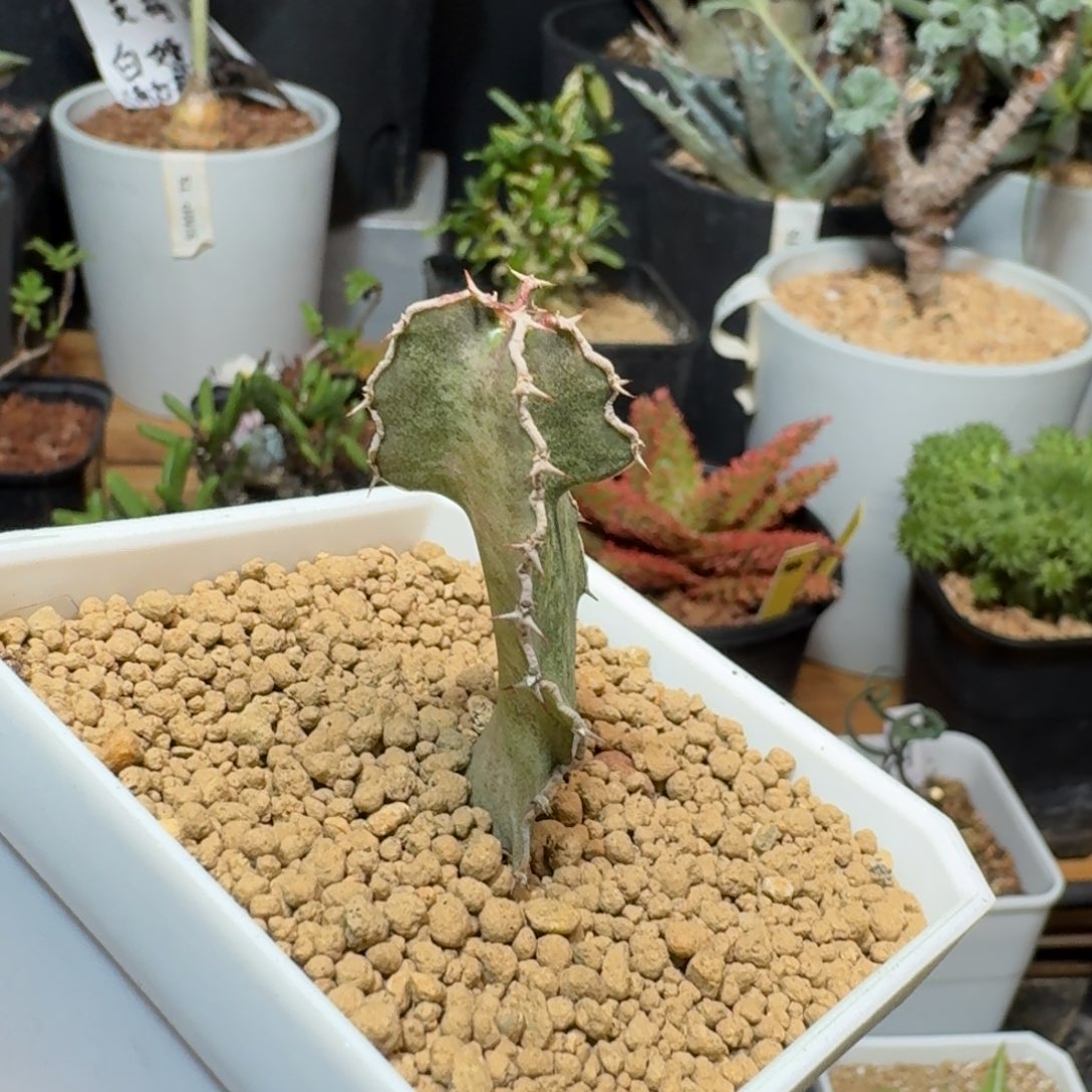 罗贝奇大戟一物一拍多肉