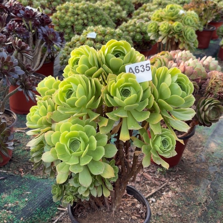 绿羊绒朵朵多肉植物不包损635