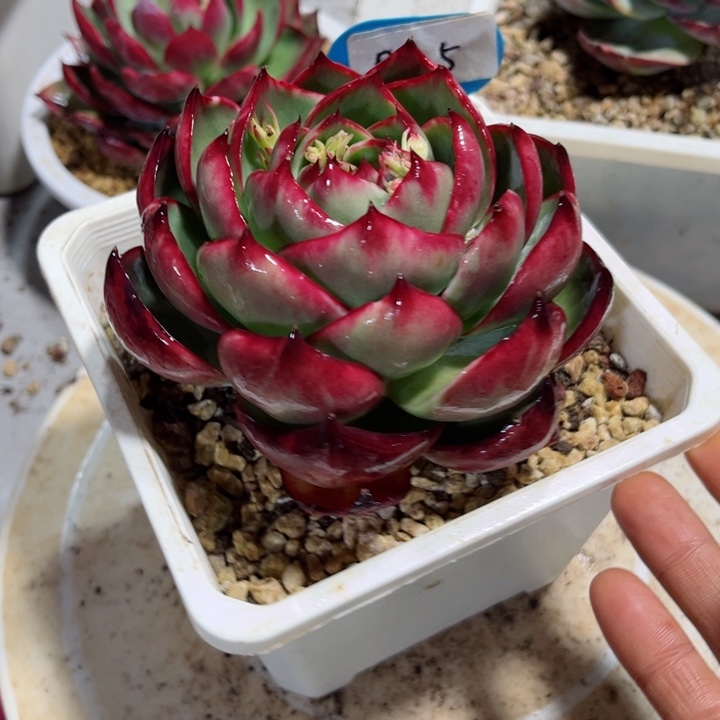 惊鸿仙子多肉植物05