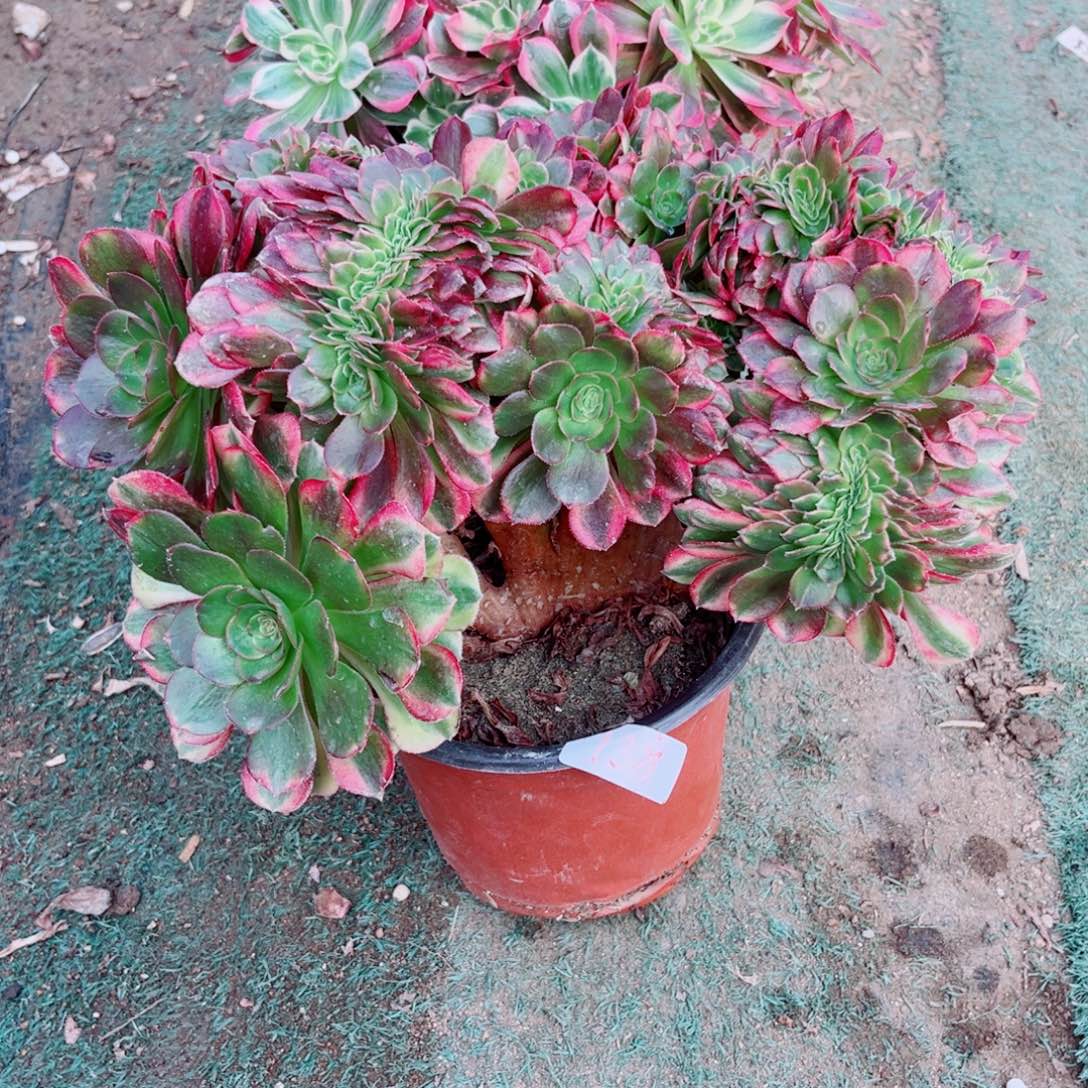 138雨荷缀化多肉植物