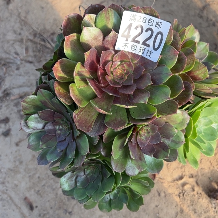 花月夜多肉植物法师4220