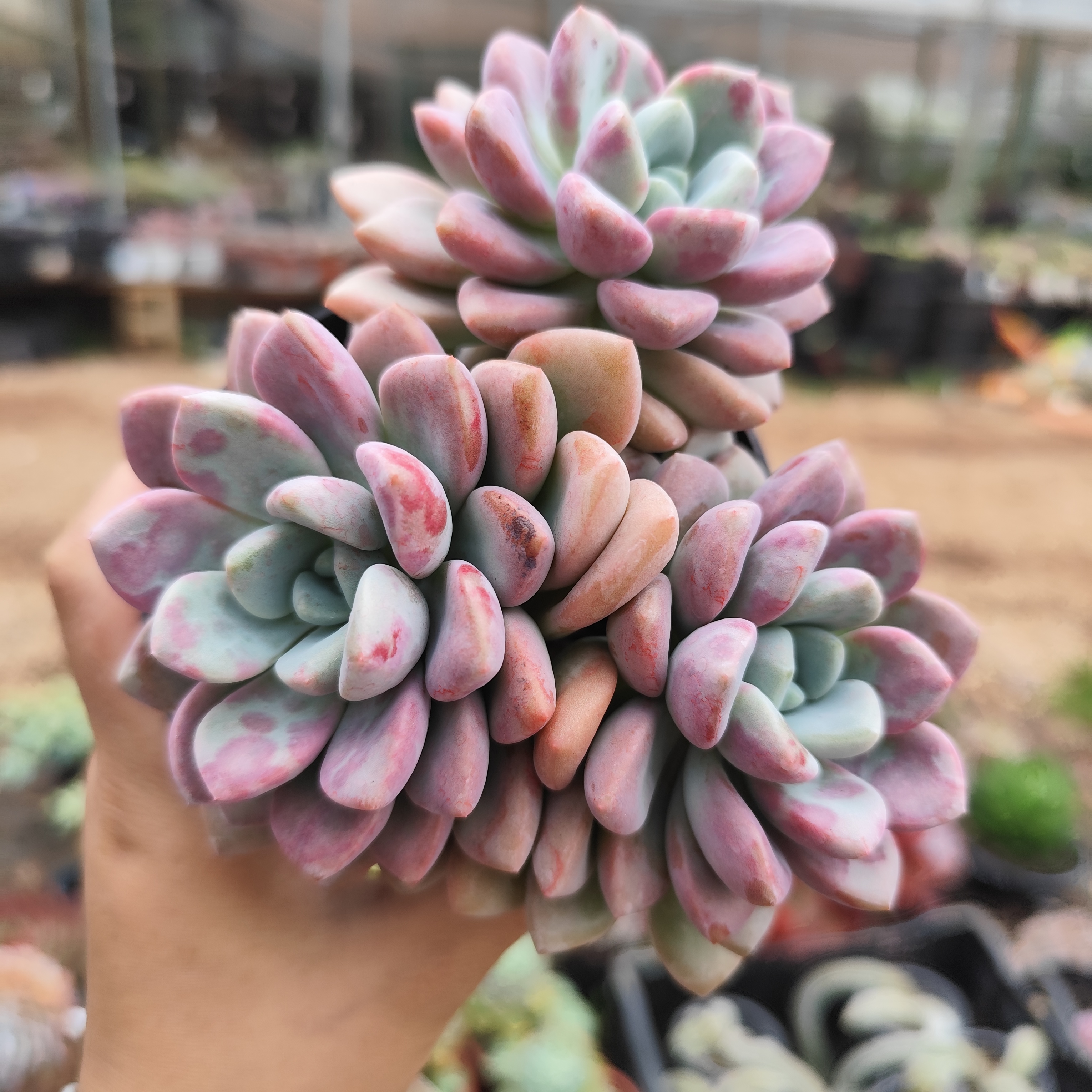 花斑露精品多肉植物