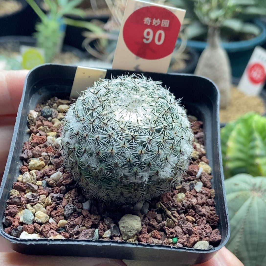 自根输入雪顶恋山彦4.1cm