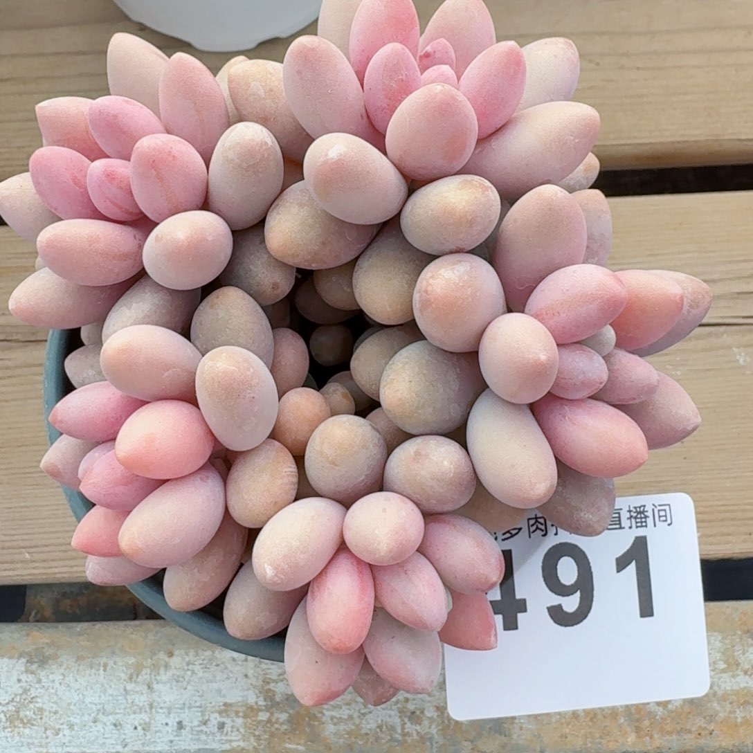 佛*粉色恋人         精品多肉