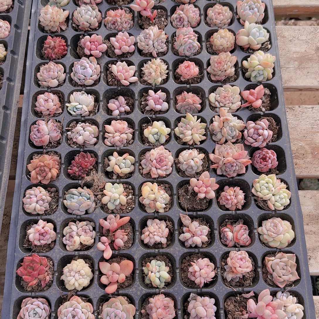 直播一物一拍多肉10