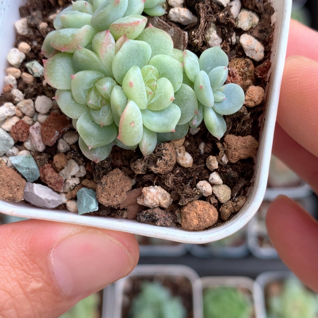 7头小脸珍妮群。     16号