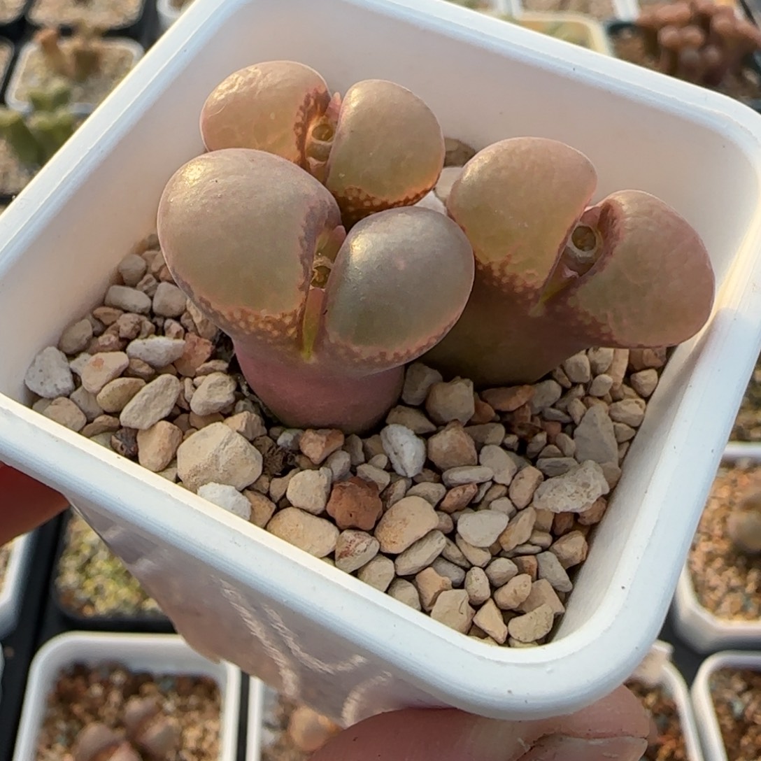 多肉植物粉C开炸167号