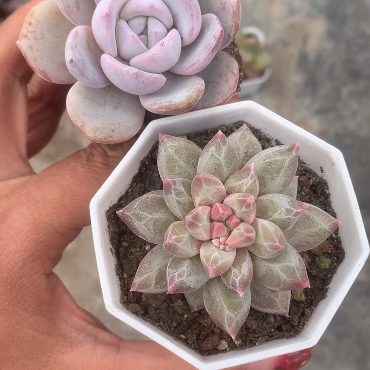 韩版奶茶。雪花美人（满9.99包邮不满9.99发叶子）