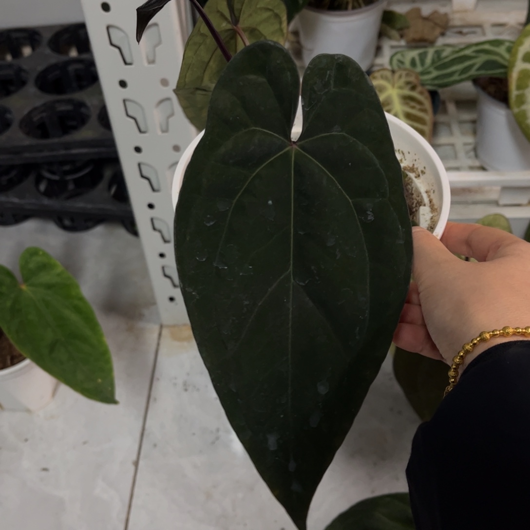 无花朵桃鸡（4658）