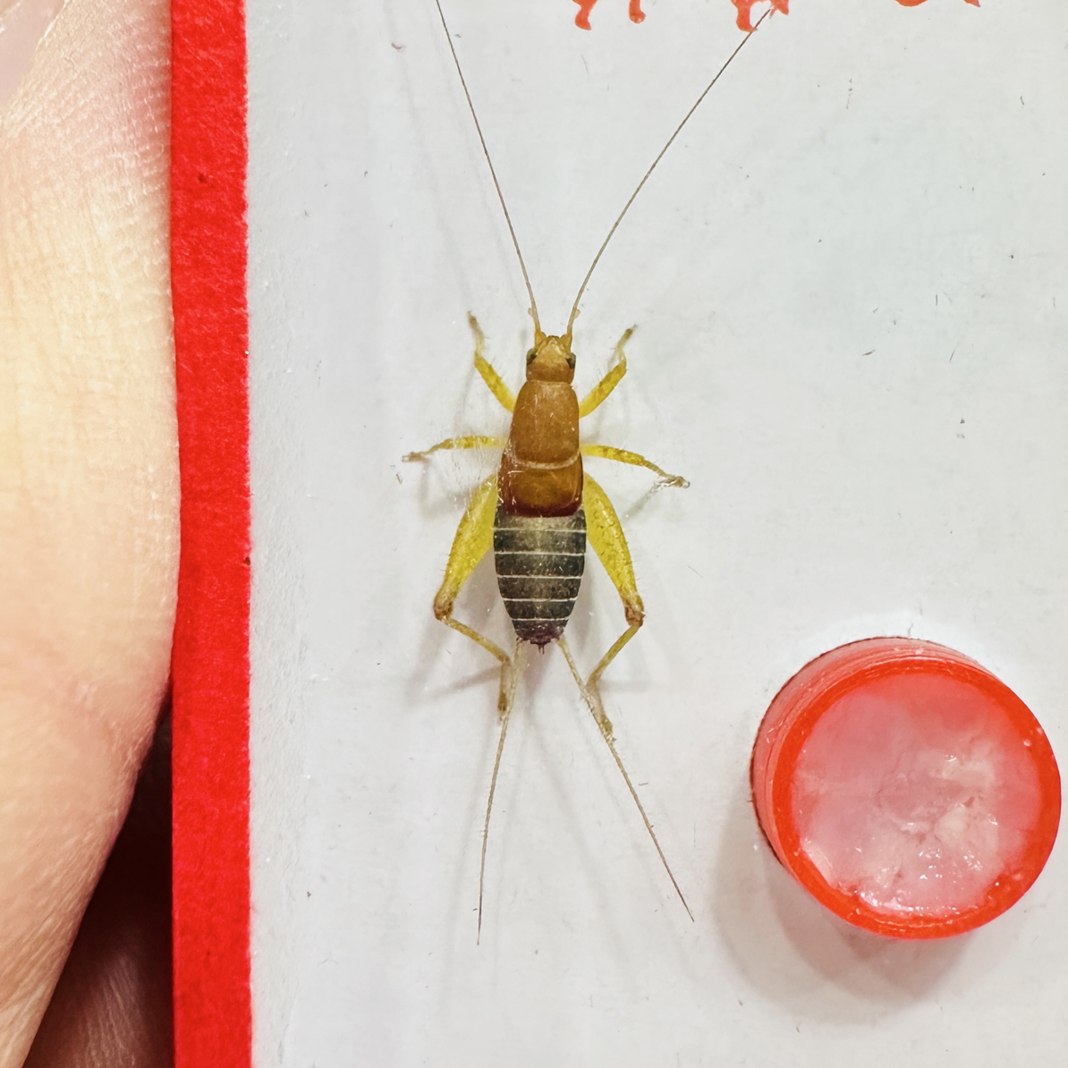 新到《烈焰仙子》奥蟋科