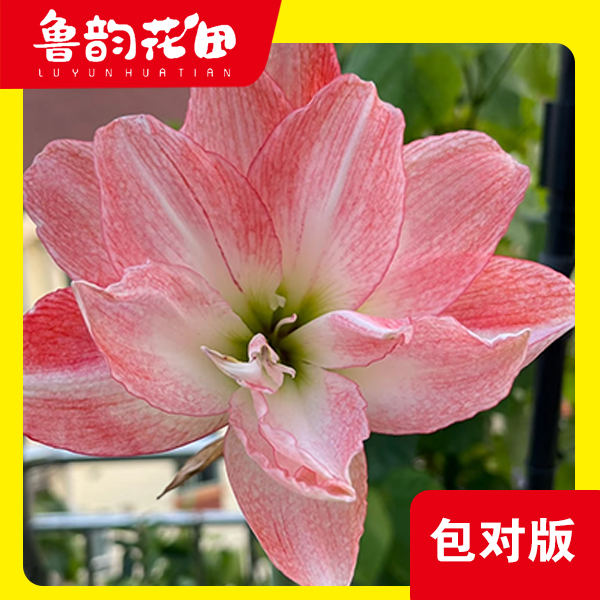 朱顶红 香吻 重瓣朱顶红种球大花浓香适合室内盆栽四季开花