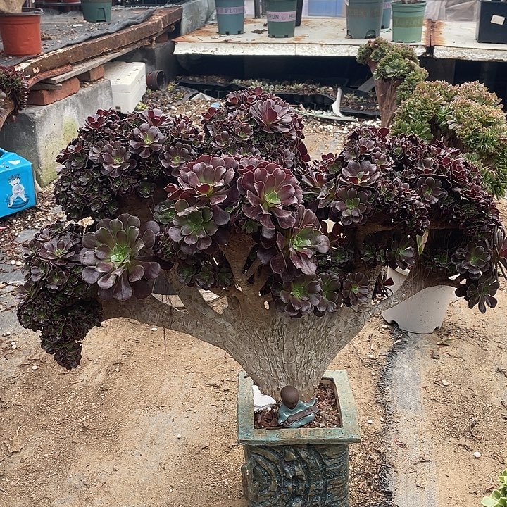 白桩欧紫自然朵朵脱土包邮