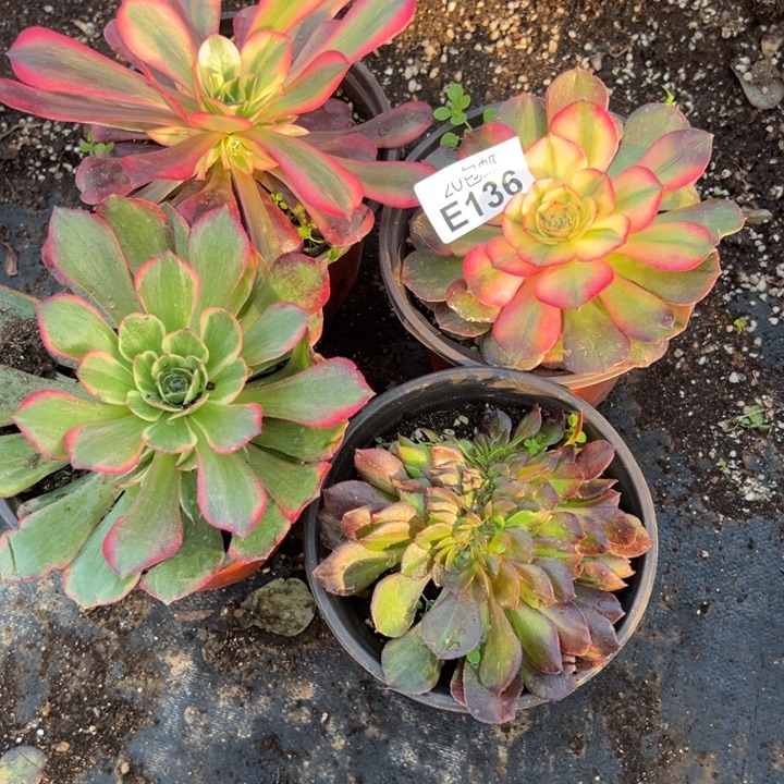 多肉植物136种植物