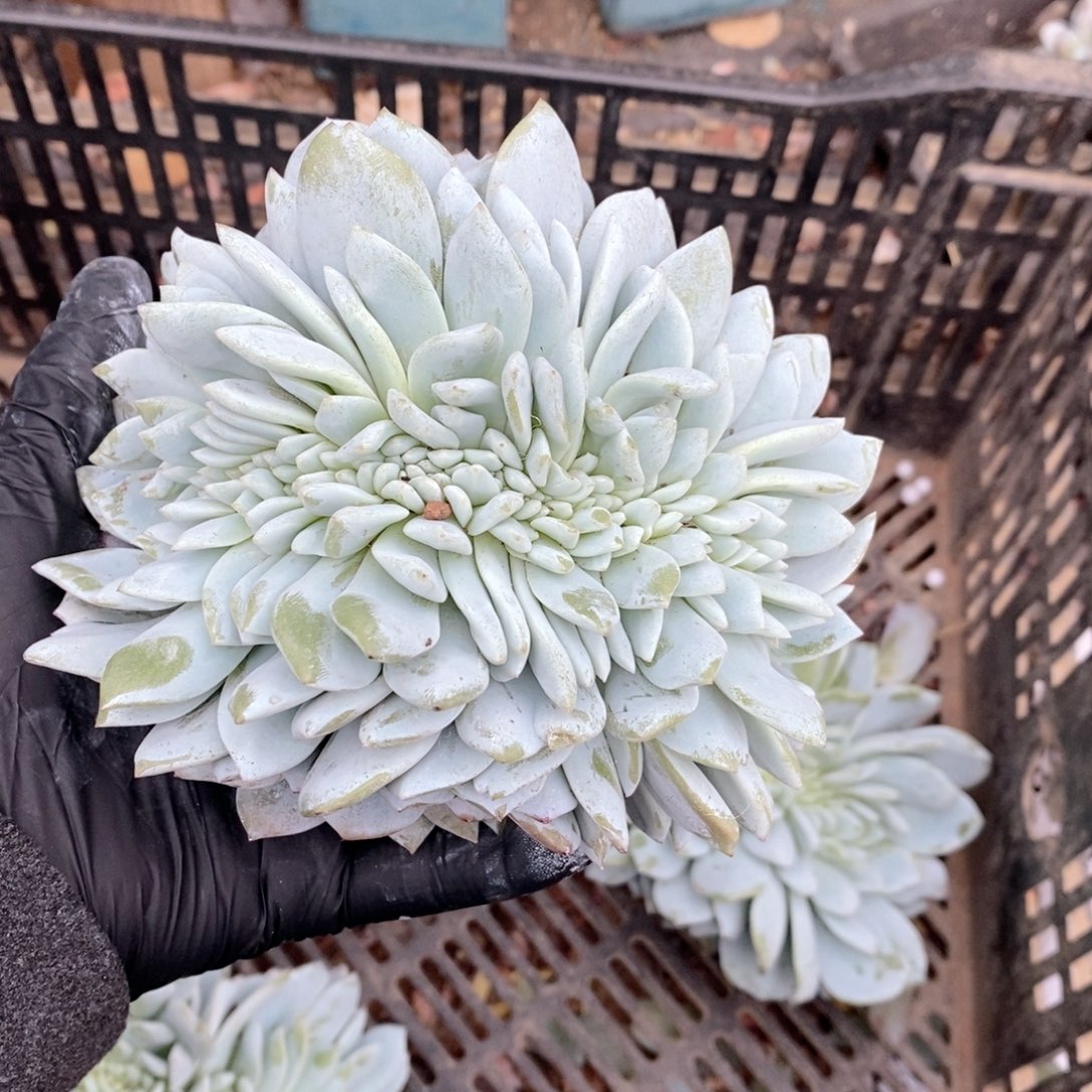 1***3248 嫦娥缀哇哇哇呀